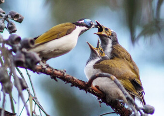feeding time