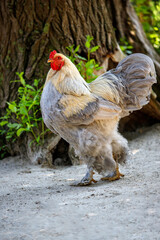 Full body of yellow-grey rooster brahma chicken on the farm