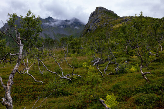 Norwegen - Bäume in den Bergen auf Senja Island
