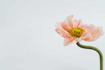 Delicate peach pink poppy flower stem and bud on white background. Aesthetic close up view floral composition