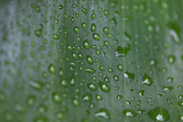 Green tropical leaf covered in raindrops, Saint Lucia, Soufriere, macro shot