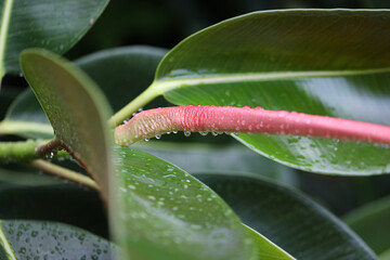 Macro shot of outdoor ficus covered in rain drops, Saint Lucia, Soufrier