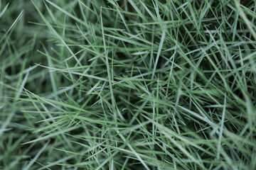 Green grass background shot from the top view