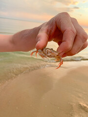 small crab in the hands of a man