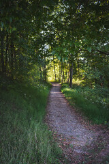 Fototapeta premium Small trail through a forest in Roanoke, West Virginia