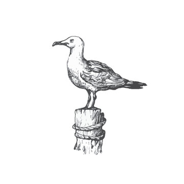 handdrawn seagull illustration, segull drawing, sea, elements, marine illustrations, sea, ocean, water, seagull tattoo