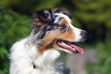 The portrait of an adorable blue merle Australian Shepherd dog with a sectoral heterochromia in its eyes posing outdoors in a garden in spring