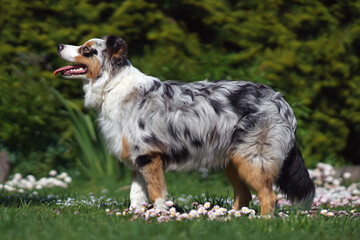 Naklejka na ściany i meble Adorable blue merle Australian Shepherd dog with a sectoral heterochromia in its eyes posing outdoors standing on a green grass with daisy flowers in spring