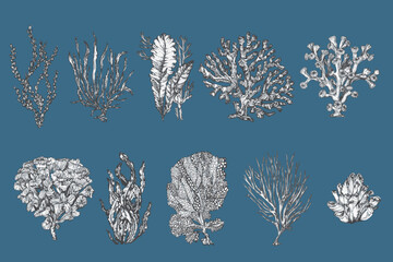 handdrawn seaweed illustrations, seaweed drawings, sea, elements, marine illustrations, sea, ocean, water, seaweed tattoo