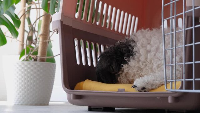 Travel carrier box for animals. Cute bichon frise dog sleeping in travel pet carrier, white wall background, copy space