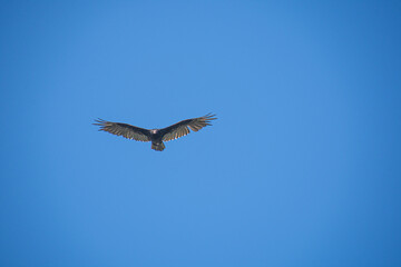 Great eagle in the blue sky over a wild Canadian forest