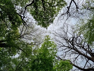 Blick in den Himmel aus dem Wald. Bäume und grüne Blätter. Schöner Hintergrund