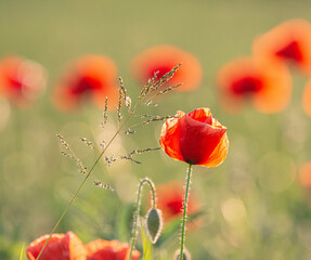 Fototapeta na wymiar Wild poppy flower close-up. Fresh summer background.