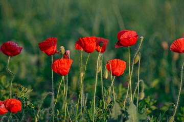 Selective focus on poppy flower, wild poppy flowers in sring meadow