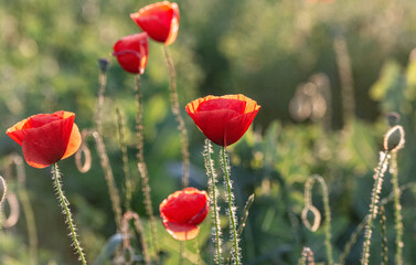 Selective focus on poppy flower, wild poppy flowers in sring meadow