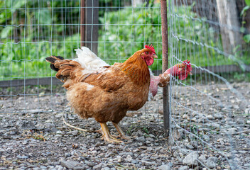 Rooster with chickens walking on a hay at the countryside .Free range chickens on a lawn pecking the ground
