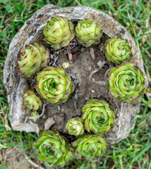 The succulent plants in botanical garden