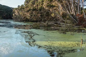 Photograph of a large water lagoon full of green floating debris and lined by trees on King Island in the Bass Strait of Tasmania in Australia