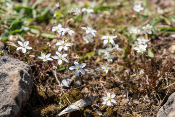Close up of leadwort (minuartia verna) flowers in bloom