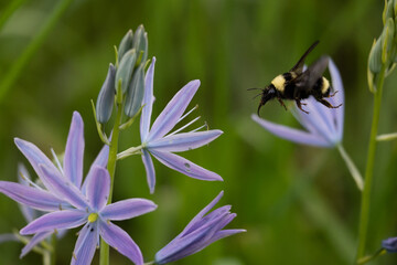 bee gathering nectar and collecting pollen