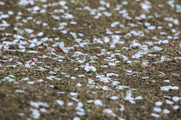 地面に散った桜の花びら