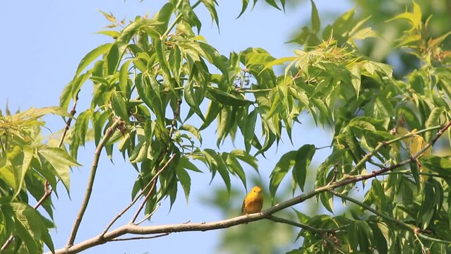 paruline jaune sur une branche en été