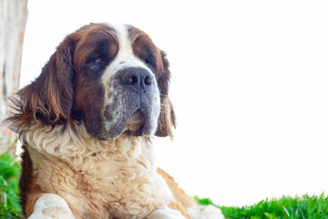 portrait of Saint Bernard dog breed on white background