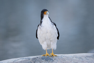 Full-length portrait of a White-throated caracara (Daptrius albogularis) perched on a rock in El Chaltén, Patagonia Argentina.