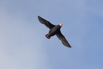 Soaring Tufted Puffin