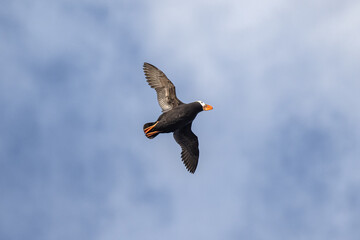 Soaring Tufted Puffin