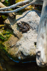 a frog sitting in the water in a stream at the cherney maribel caves, wisconsin, usa