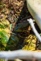 a frog sitting in the water in a stream at the cherney maribel caves, wisconsin, usa