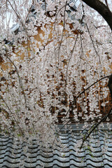 本満寺の枝垂れ桜