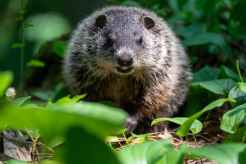 a closeup of a woodchuck in the Maribel cave park by Manitowoc, Wisconsin, USA