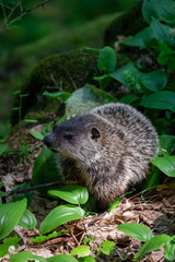 a closeup of a woodchuck in the Maribel cave park by Manitowoc, Wisconsin, USA