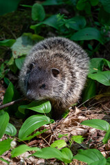 a closeup of a woodchuck in the Maribel cave park by Manitowoc, Wisconsin, USA