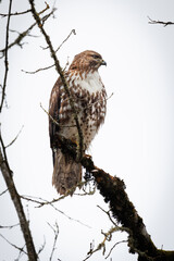 hawk scanning turf for prey