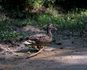 Naklejka na ściany i meble Mallard strolling down the greenway