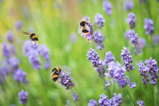 Bumblebees enjoying lavender flowers. One is flying and is in soft focus with some movement blur.