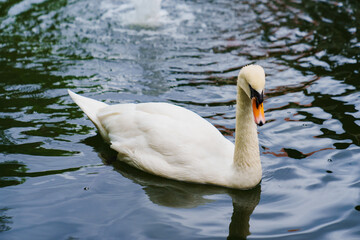 Beautiful white swans swim in the pond. Birds are bred in parks