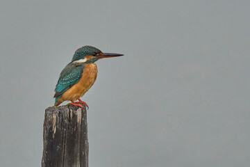 kingfisher ready on his branch to fish
