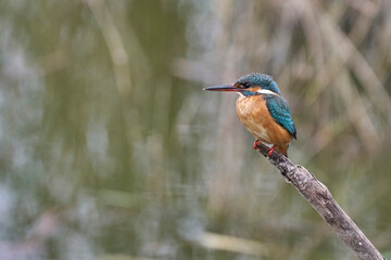kingfisher ready on his branch to fish
