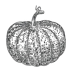 Pumpkin, symbol of harvest and Thanksgiving Day season. Pumpkin or gourd for basket decoration. Holiday Autumn festive drawing. Hand drawing sketch for celebration of fall. Vector.