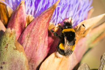 Bumblebee Queen on artichoke flower