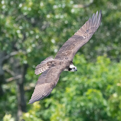 Osprey and forest above Lloyd Cener for the Environment, Dartmouth, Massachusetts