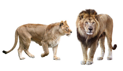 Obraz na płótnie Canvas ライオンのオスとメス
