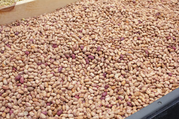A view of a bin full of cranberry beans, on display at a local grocery store.