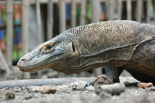 A wild komodo dragon walking around.