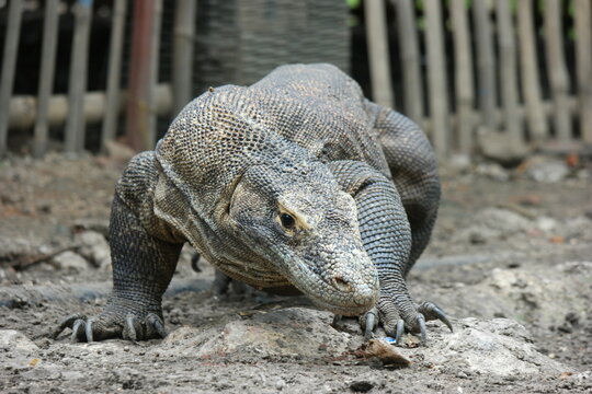 A wild komodo dragon walking around.