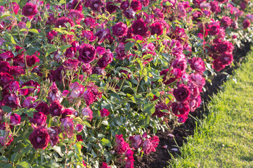 Flowerbed with blooming dark pink roses. Sunny summer day. Floral background.